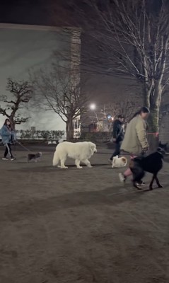 遠吠えを聞いたワンコたちの反応8