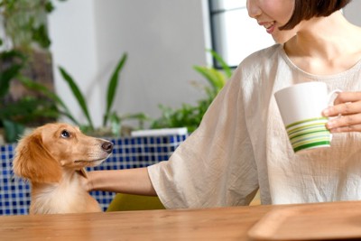 隣にいる犬を撫でる