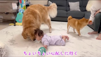 赤ちゃんに顔を寄せるゴールデンレトリバー