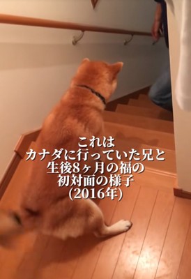 前のめりになる柴犬