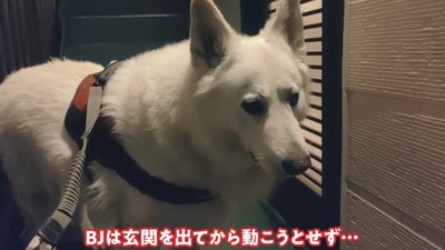 ラッキーちゃんを預かった時のBJ くん7