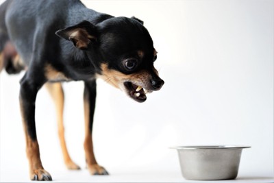 食器、威嚇する犬