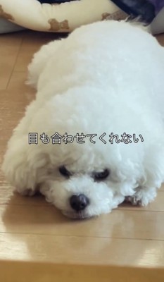 床に寝そべる犬