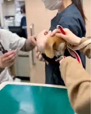 抱っこされる犬