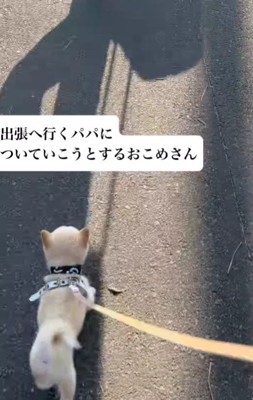 「パパどこ行くの?」