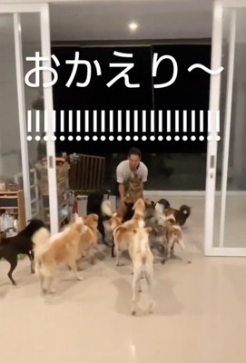 群がる犬たち