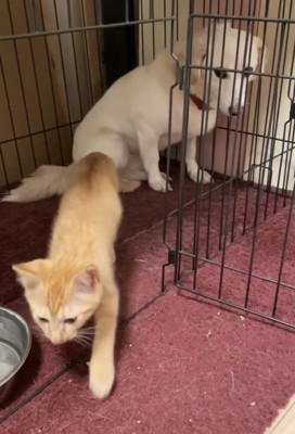 外へ歩き出す子猫と見送る犬