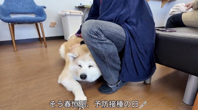病院の床に伏せる犬