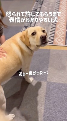 カメラに視線を向ける犬