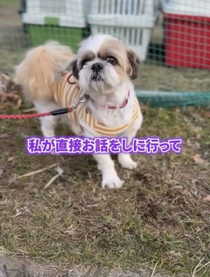 真剣な表情で立つ犬