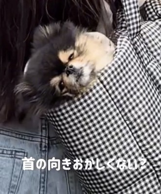 首だけ後ろへ向ける犬