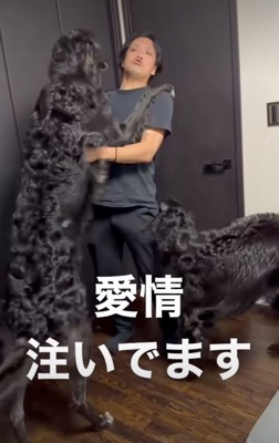 パパに飛びつくボルゾイ