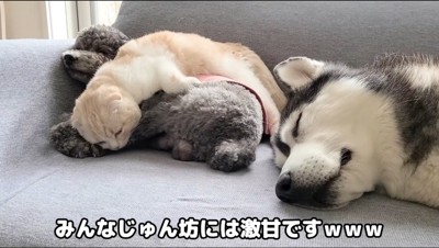 トイプードルの上で眠る猫