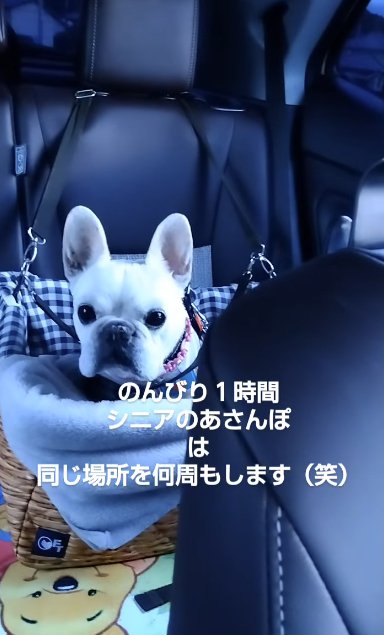 車の中で大人しくしているフレンチブルドッグ