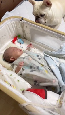 ベビーベッドの横にやってきた犬