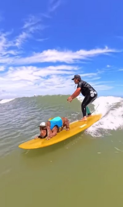 トレーナーとサーフィンをする犬