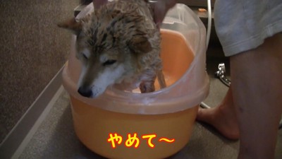 「おしりはやめて～っ」