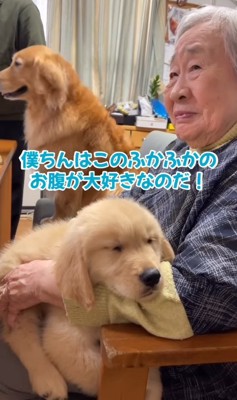 おばあちゃんのお腹の上で寝る子犬