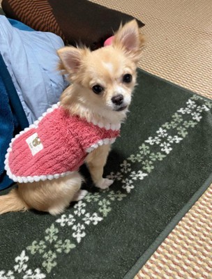 現在のゆめちゃん