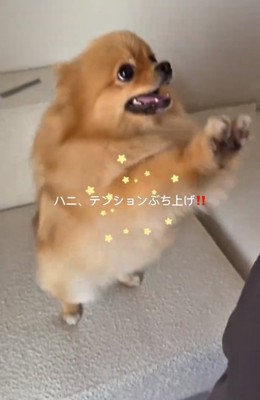 テンションが高いハニちゃん
