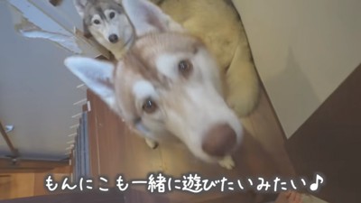 もんちゃんとにこちゃん