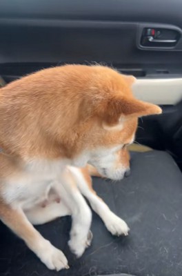 助手席に移動したなっとうちゃん