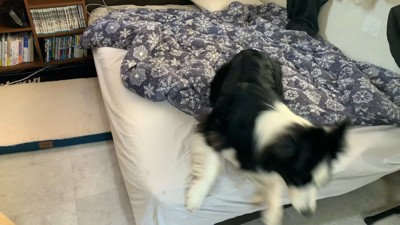 外で音がすると、再び窓の前へ！