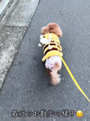 のびのび歩く姿にホッコリ