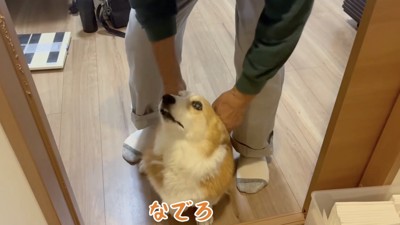 おじいちゃんの前に座って撫でてもらう犬
