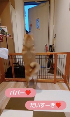 倍速！尻尾フリフリ