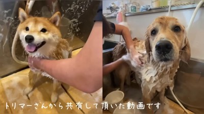 今日はトリミング！！