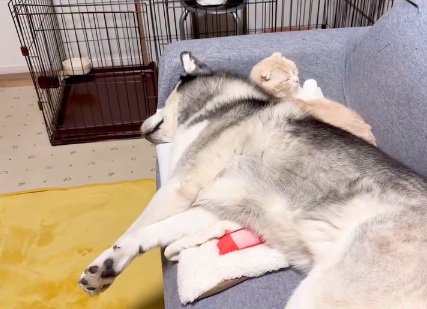 はっちゃんにくっつくじゅんちゃん