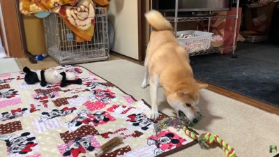 おもちゃに八つ当たり