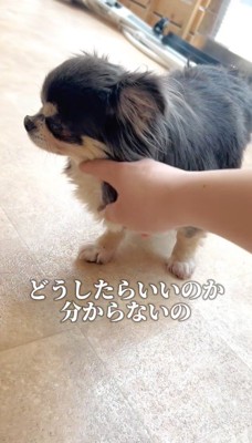 首を撫でられて視線を外す犬