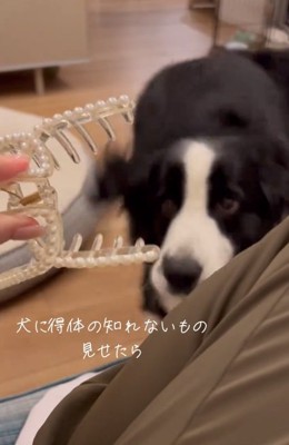 ヘアクリップにビビるワンコ