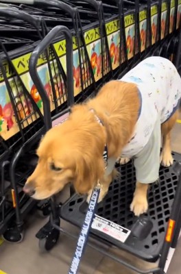 力強く踏ん張るならちゃん