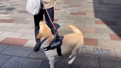 自分で荷物を運ぶぼんちゃん2