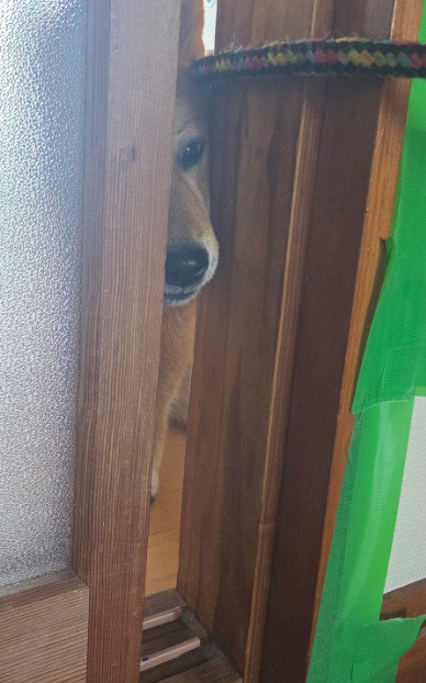 可愛らしい監視員
