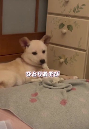 一人遊びを始めた