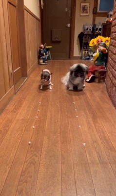 モブくんVSブフくんのオヤツ早食い競争2