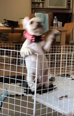 落下してしまうふく丸くん