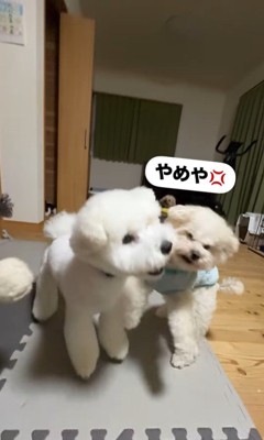 ぽん太くん＆るなちゃんのハプニング8