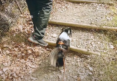 階段を上るチワワと飼い主