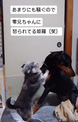 零くんを見れない姫羅ちゃん