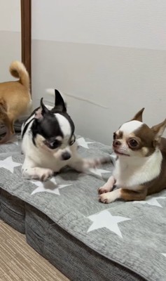 うめちゃんの遊びの誘い方2