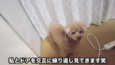 「ママ、パパは…?」