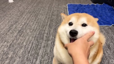 ナデナデを要求