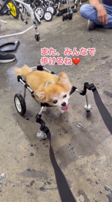 舌を出して笑顔を見せる車椅子に乗った犬
