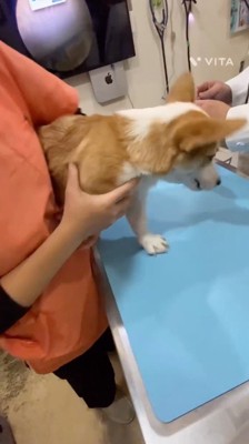 診察台に戻される犬