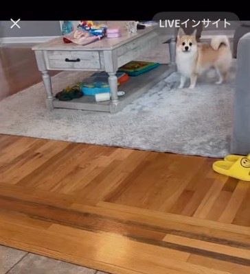 キョトンとする犬